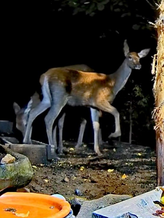 livebirdspoland_8d0d70ea0b2cee3f5fb24c3aba0789be.jpg