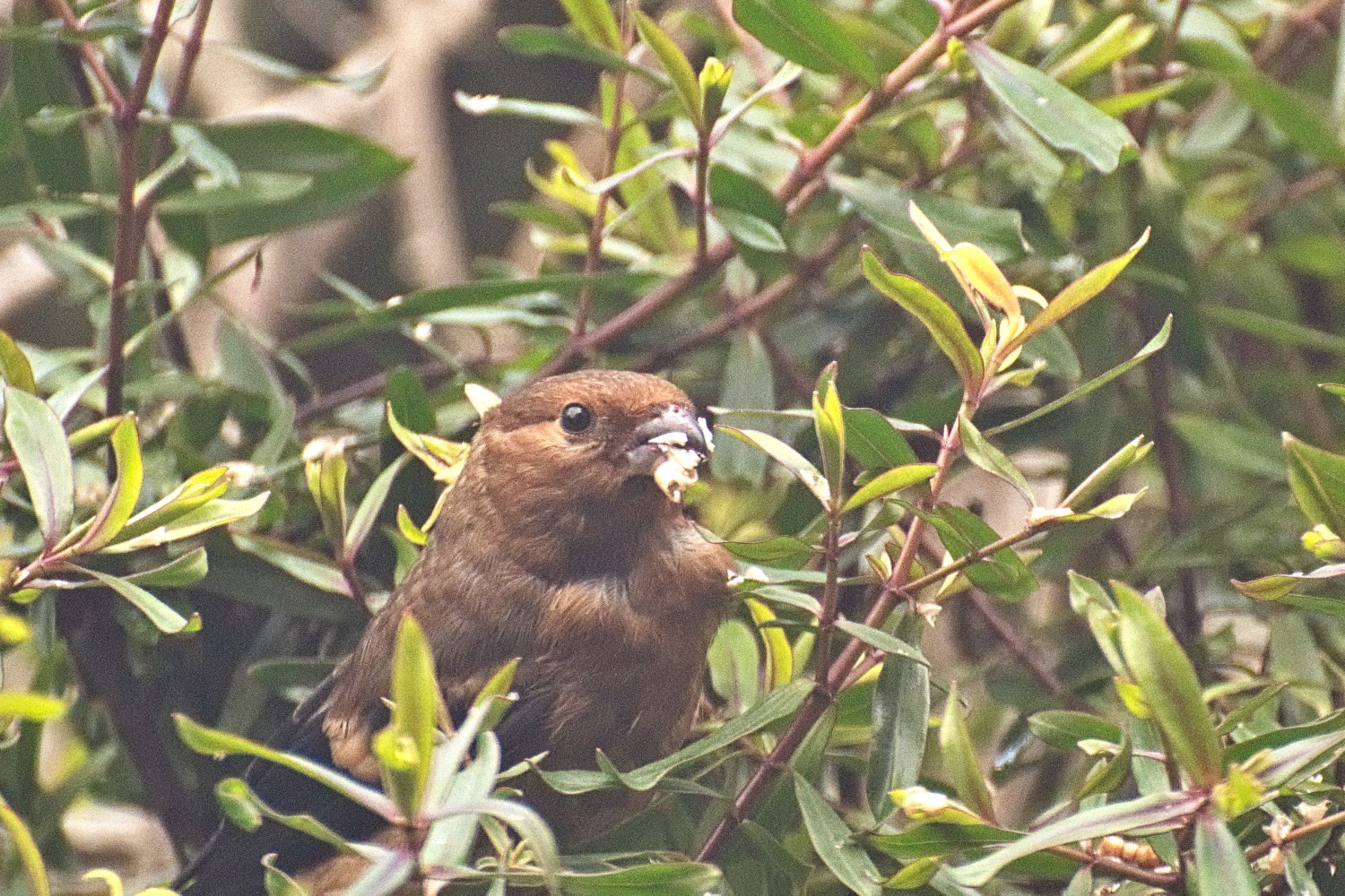 livebirdspoland_d4070bd75e0ec7e9bb23df9d4b6a2068.jpg