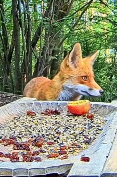 livebirdspoland_8629a88b754d05d721c13a24397c8e40.jpg