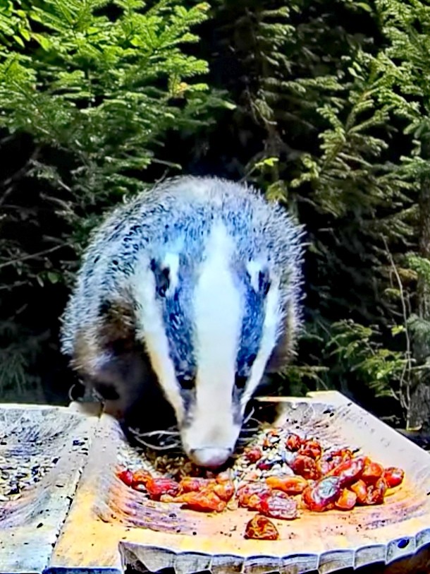 livebirdspoland_8af1bc27562c27cfde987345ac29df71.jpg