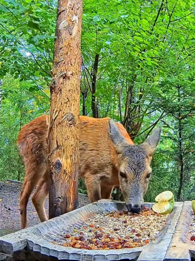 livebirdspoland_0e53c2d0d369177b8ec66ab876f334ab.jpg