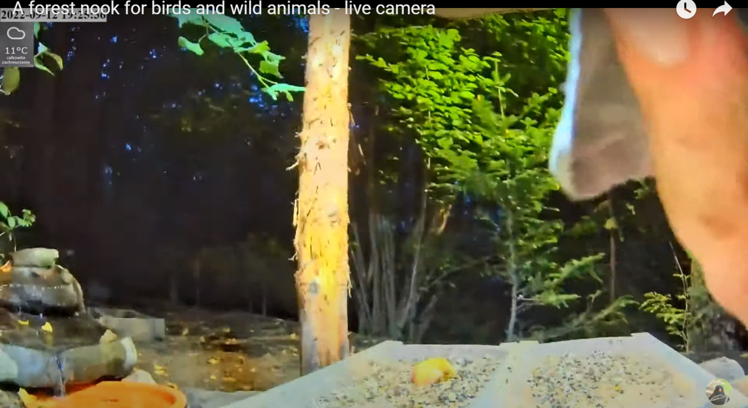 livebirdspoland_ee29d000b92cb9e69a2ef5475cf91d71.png