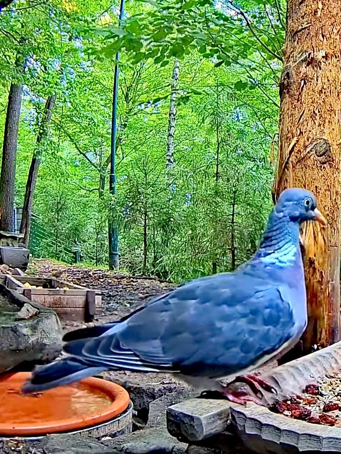 livebirdspoland_a28680c4785421d13c9500720624ad46.jpg