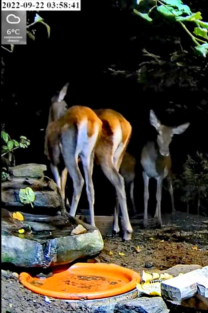 livebirdspoland_9f3e830d0b86848641d3f71a5a571ab3.jpg