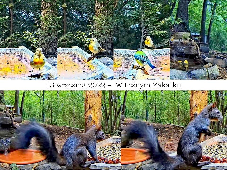 livebirdspoland_8cbfebc2d2461eb3e24b6e9a0379beda.jpg