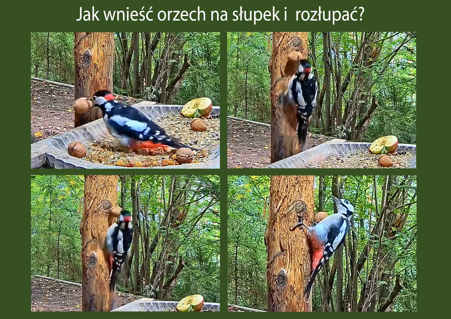livebirdspoland_dd9557af72e9bc71d8afe16f6ee8749c.jpg