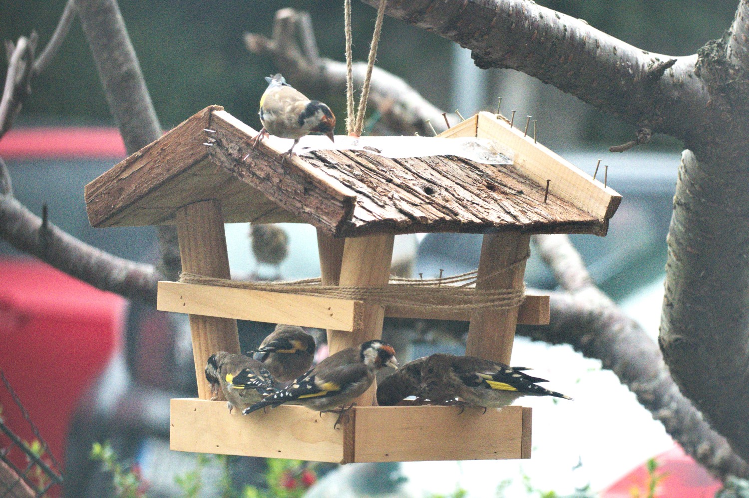 livebirdspoland_22668efad37d36784cb6506ca2bd0083.jpg