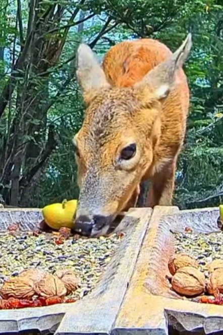 livebirdspoland_8d0fd143af5fb21db66927acbb822ec8.jpg