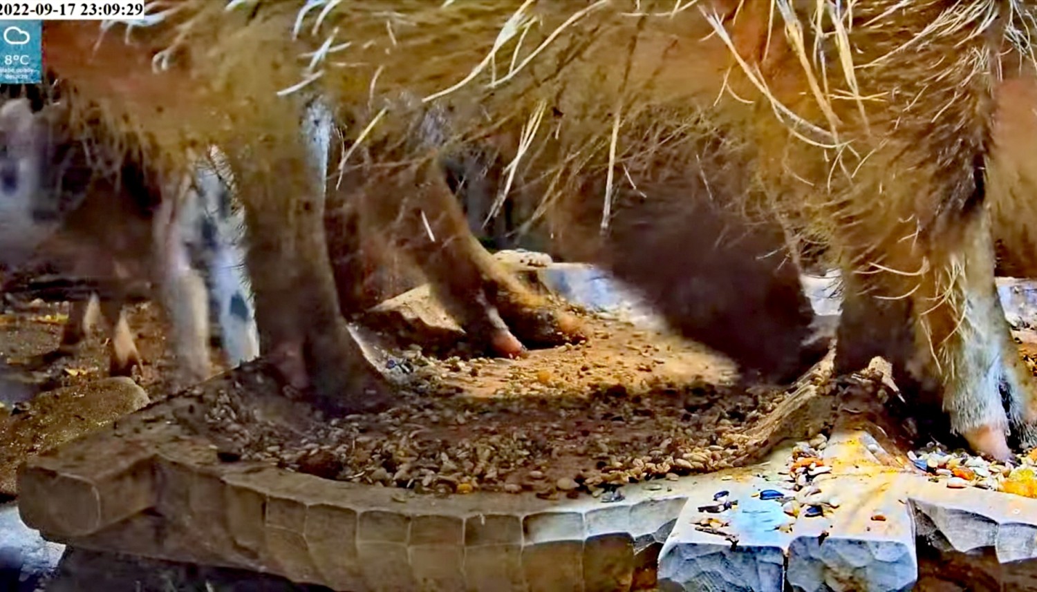 livebirdspoland_99b5fa2cb2f8f3f2fbfe4014b133538a.jpg