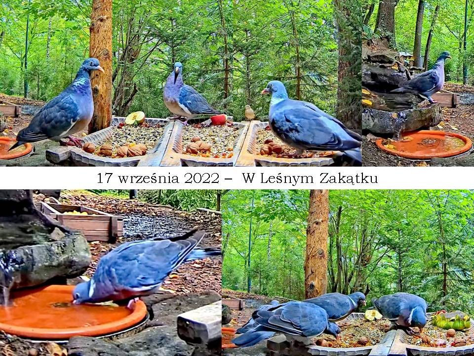 livebirdspoland_22d1082c9e47e30fbd397f0978c8f108.jpg