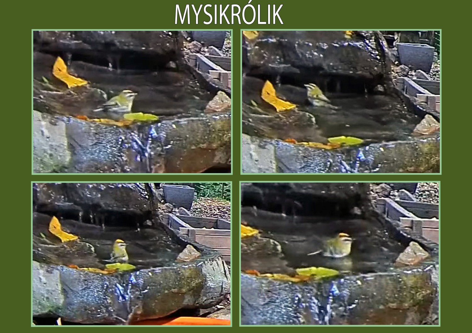livebirdspoland_27bc17f1d88ad4b45630677b5f82ce17.jpg