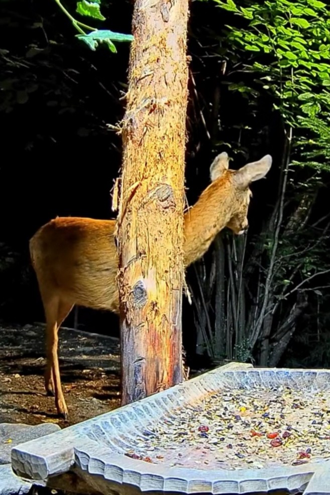 livebirdspoland_19e3374812c8a0b93f81a8ff631e7204.jpg