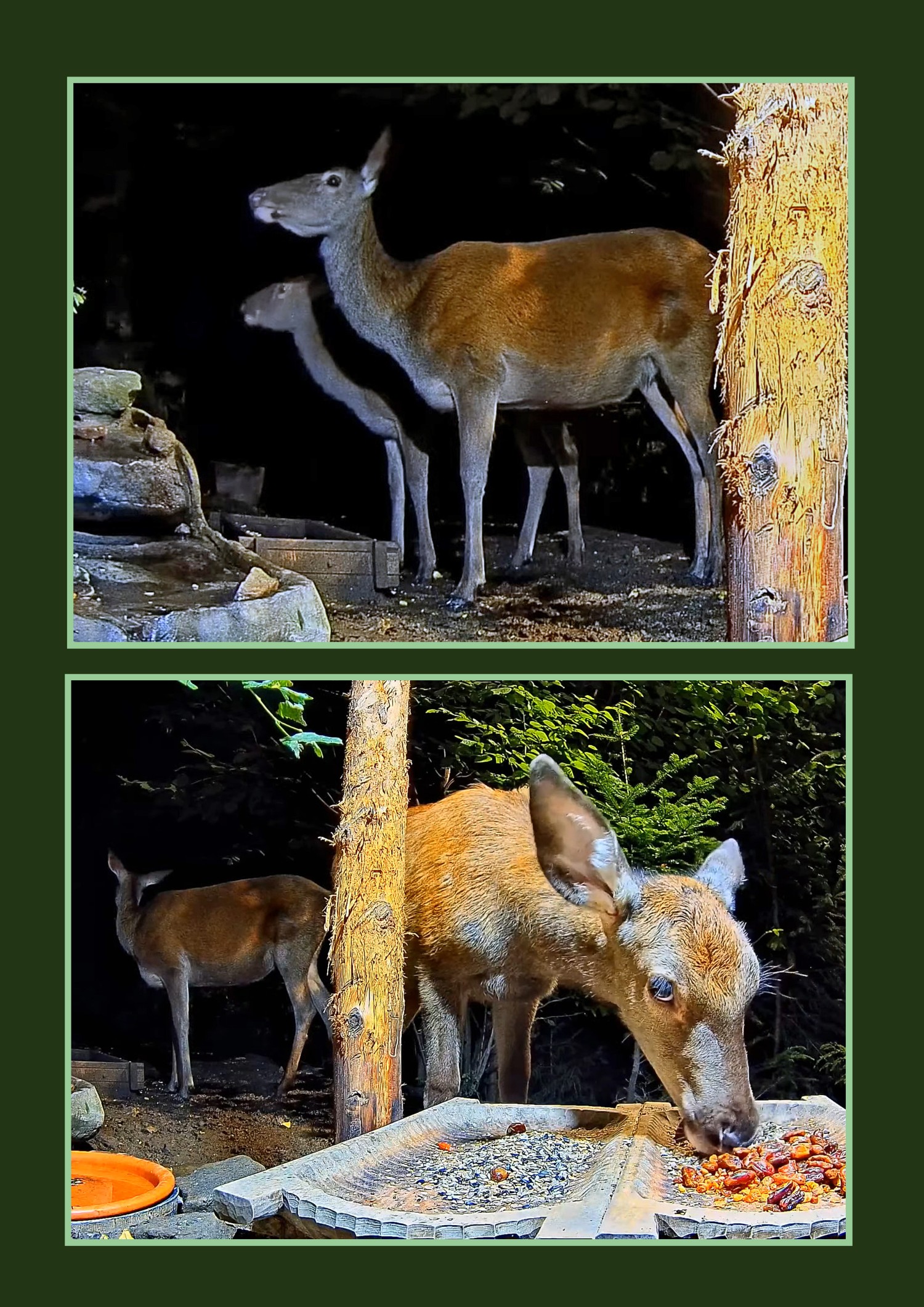 livebirdspoland_3b1d323e1d66d8fe7df5f369ca042f31.jpg