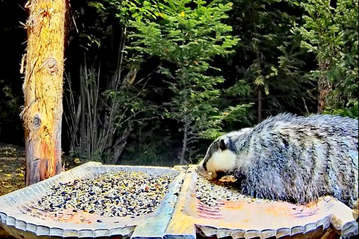 livebirdspoland_b27d179426c5452ae9c7f8e02a275b4f.jpg