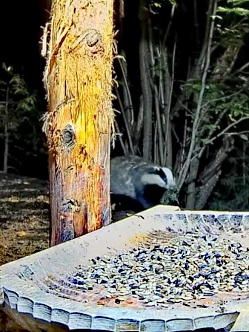 livebirdspoland_8225dfb1c51b5527f8ca05849c6f8fe4.jpg