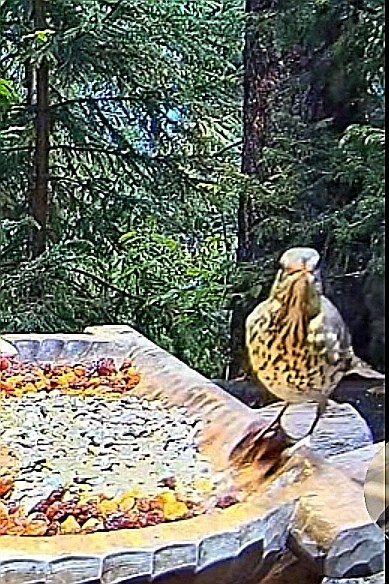 livebirdspoland_4b6c480e4308114ff9647bf7b65e3eaf.jpg