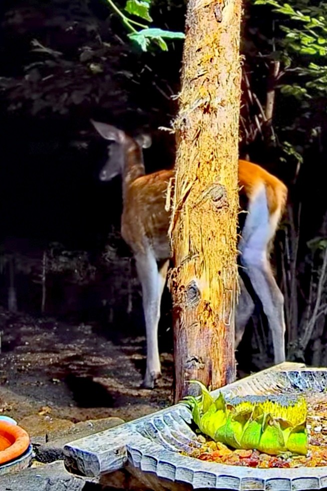 livebirdspoland_b414e35f290db801c6300db27836179b.jpg