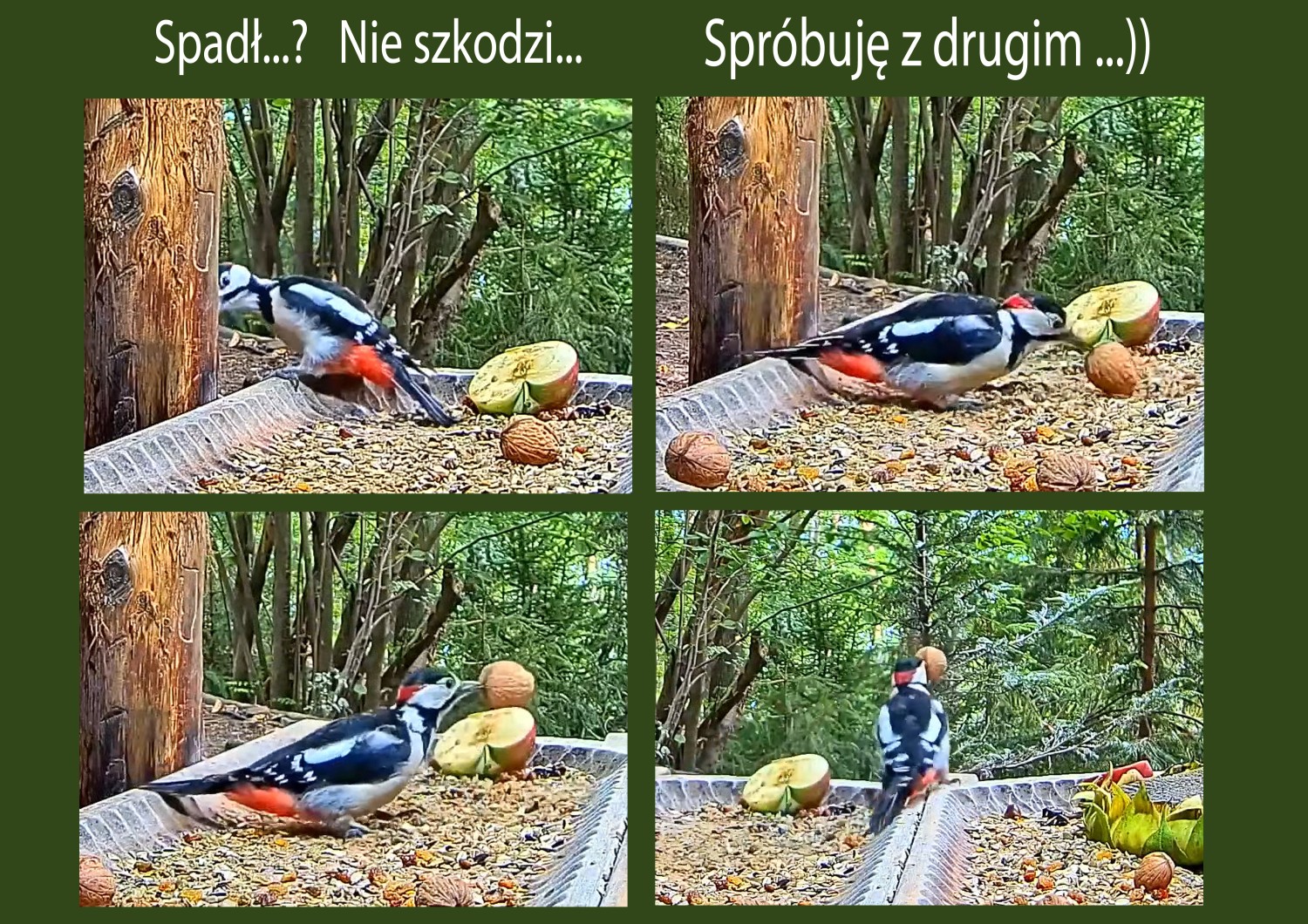 livebirdspoland_1fd9c2519bc835a891cd5317a10922b0.jpg