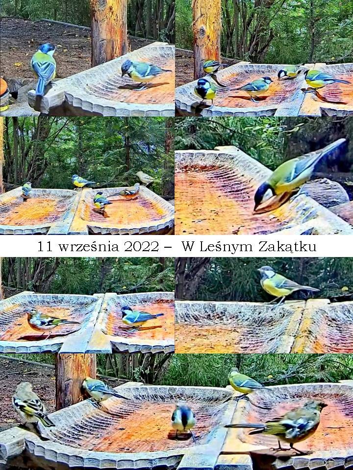 livebirdspoland_85bd8efa20b0929665fb54a2ba10e2a2.jpg
