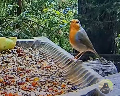 livebirdspoland_0e60e34c11b6ff4d93609f464cd32fb3.jpg