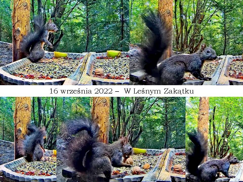 livebirdspoland_af918c5df5ba8f52bf48b6904298c3e1.jpg