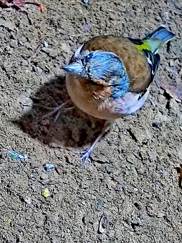 livebirdspoland_fe9bab56ab9c5c299decff080fac775c.jpg