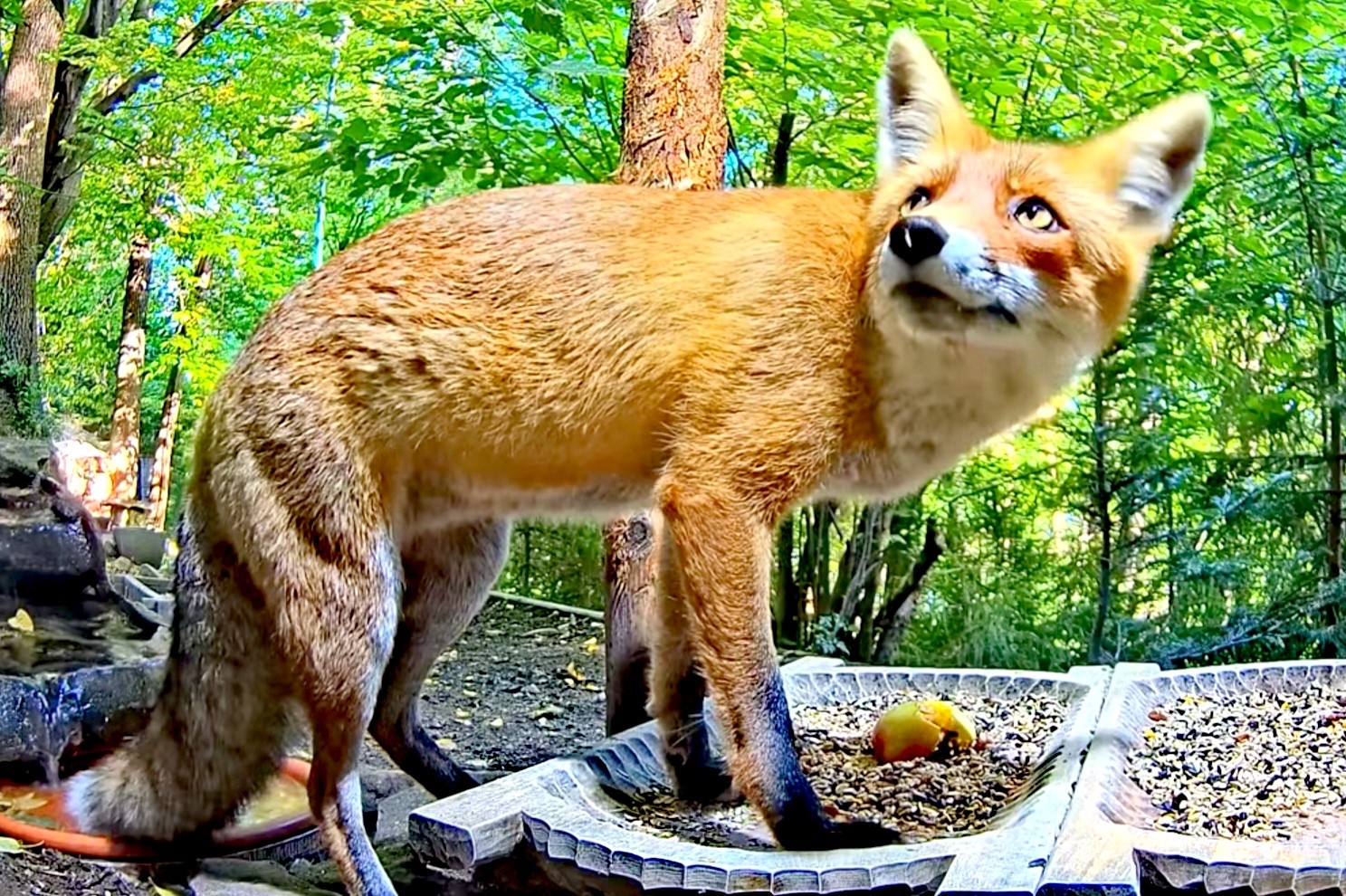 livebirdspoland_6edd17d3d093cbb9239b90cac4b6c4f8.jpg