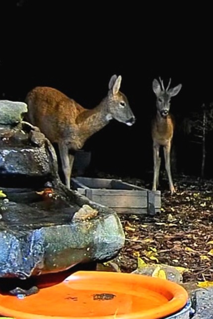 livebirdspoland_92a127431f6f32853f243f5d0be1f88d.jpg