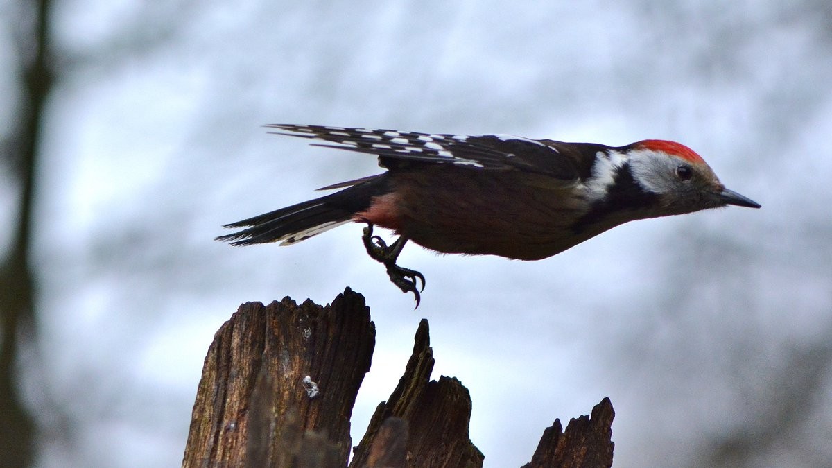 livebirdspoland_4398fd3471b1f1c02dfccb27b2277608.jpg