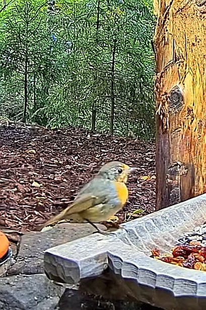 livebirdspoland_959d0766c277b4013ec802e619eefe3a.jpg