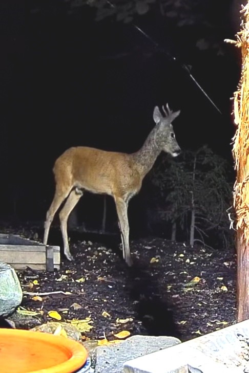 livebirdspoland_6b155d12c679f89154cf65d957724cc6.jpg