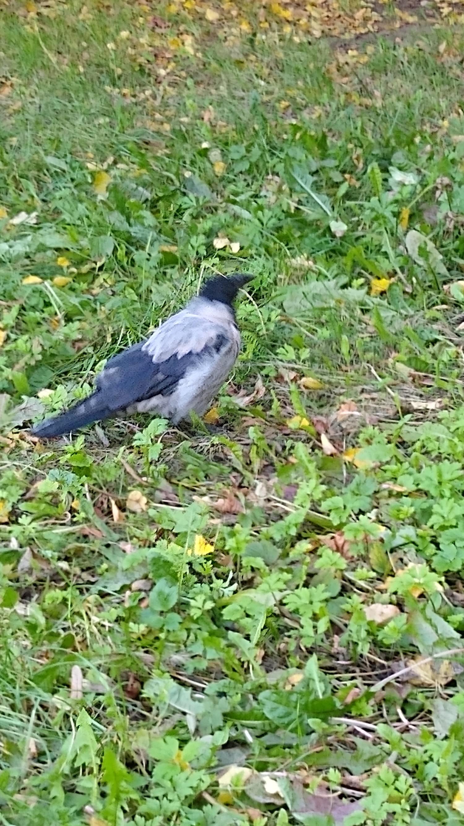 livebirdspoland_60f974de5c14076a5c2aecd400858cde.jpg