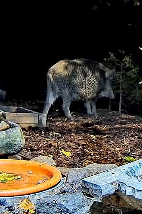 livebirdspoland_18c3b0888ead46d4b63cbb66d366af91.jpg