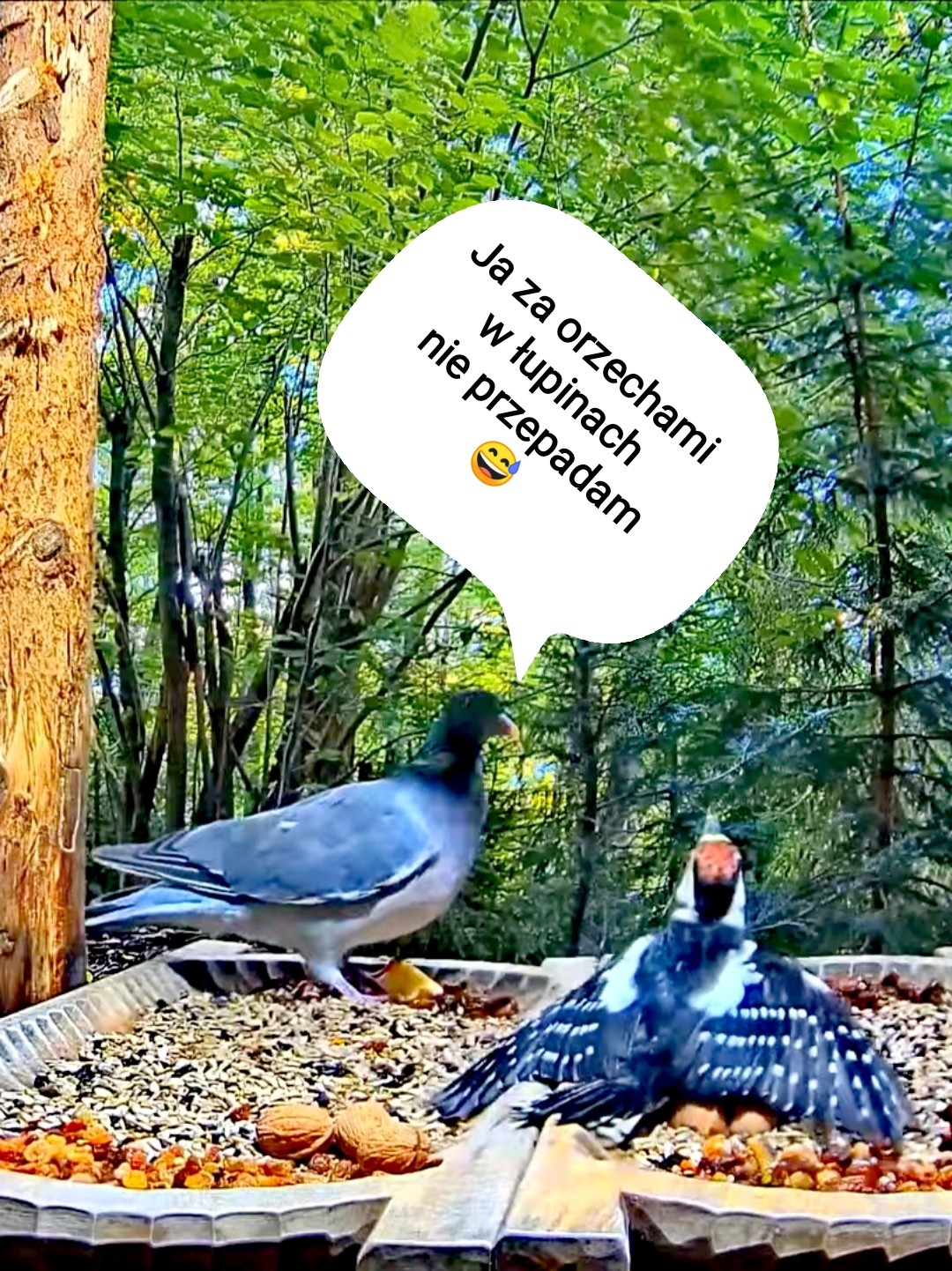 livebirdspoland_cb66d78ee30936e7ad327ac359211e60.jpg