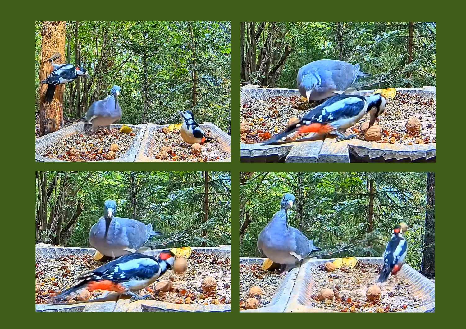 livebirdspoland_b5d676cdc45c9e1aad95cfd643b9eda9.jpg