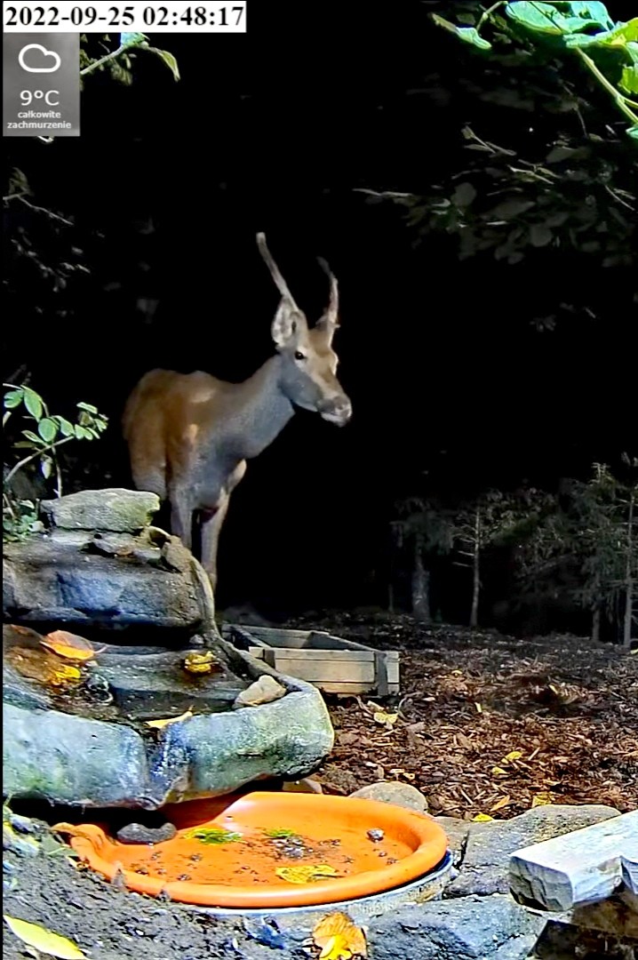 livebirdspoland_f9859383880315affe5f99a4547440f2.jpg