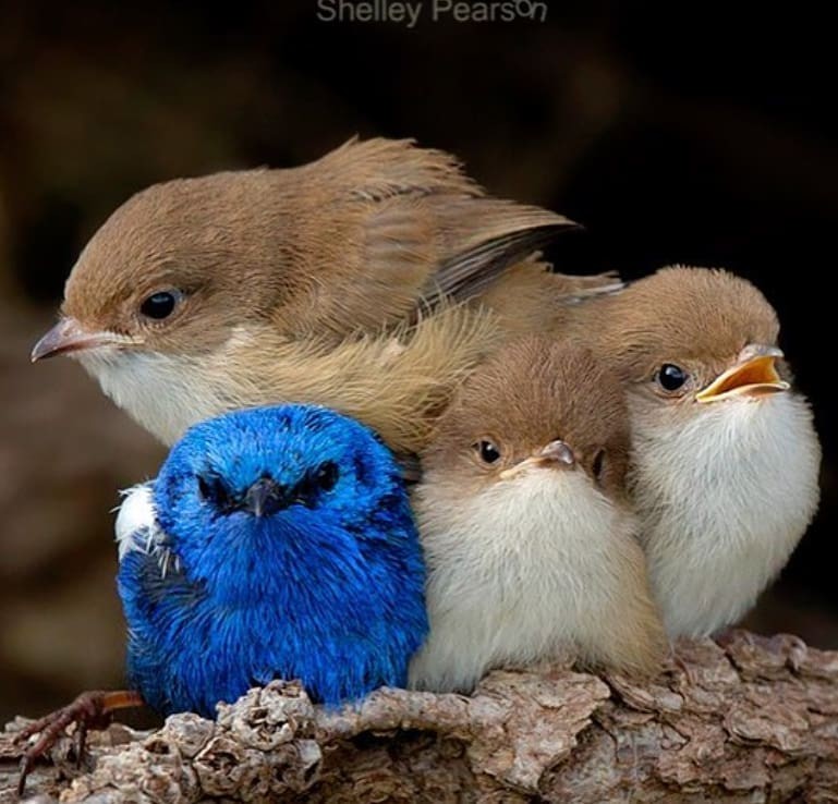 livebirdspoland_fced19d9152d9dac4852a4c4ebb8cef4.jpg