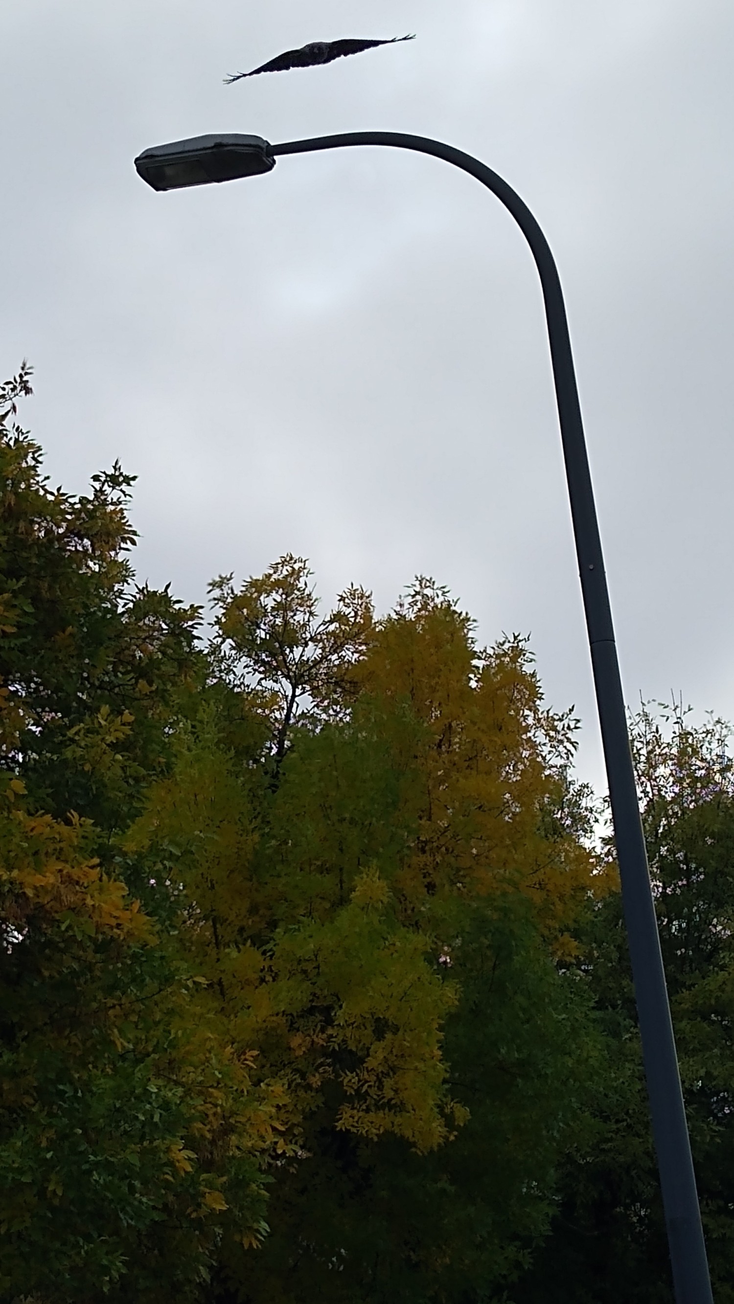 livebirdspoland_22f1719d04487e498091651d49fe8eda.jpg