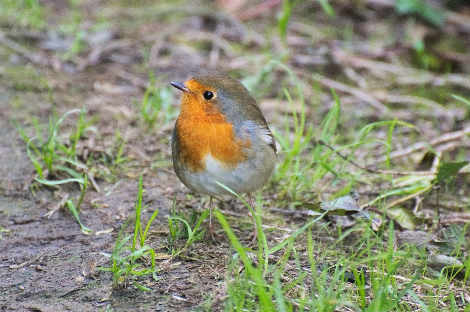 livebirdspoland_99f9a9e558c2cb6f2a5f8bfd4bd6266b.jpg