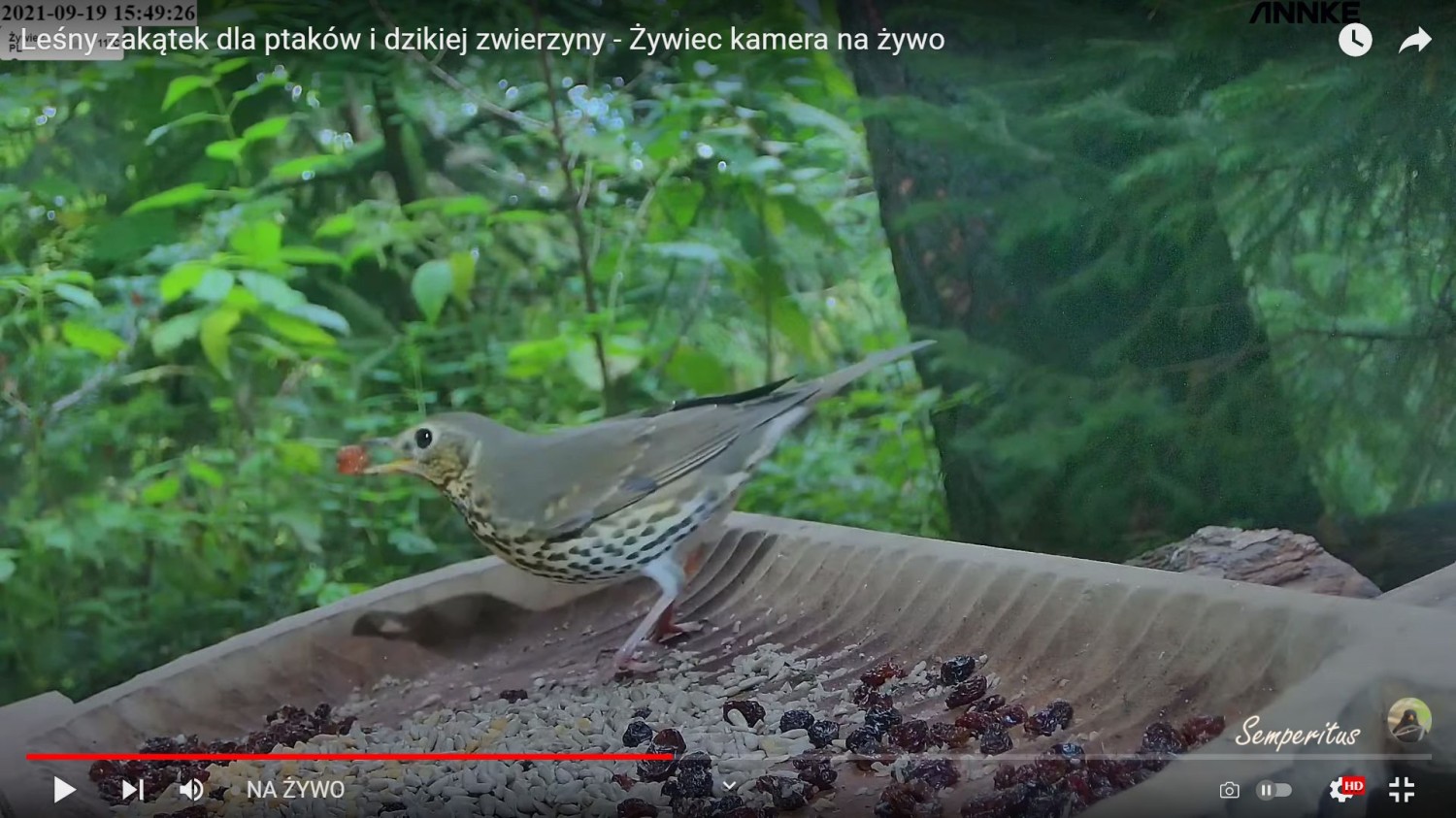 livebirdspoland_bf9da2c4edb0d7278cef09de89e06e13.jpg