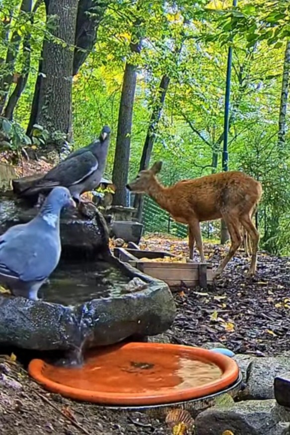 livebirdspoland_30b25d5b70e04bc6fc9c994de4ccdf17.jpg