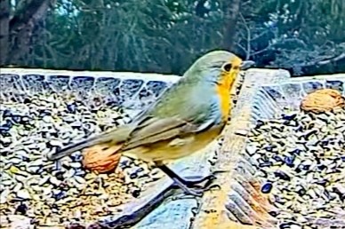 livebirdspoland_d9757e13abc581e024d473dd1e7f5b22.jpg
