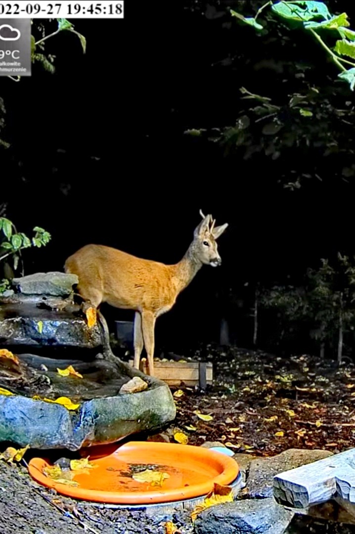 livebirdspoland_e0391c24eafa1e909b6f60ac4117f239.jpg