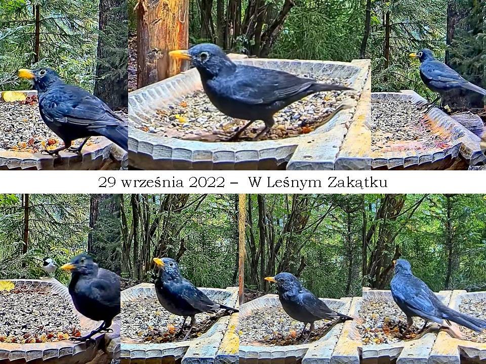 livebirdspoland_152084f788521cd8c33df555e87ed8f9.jpg