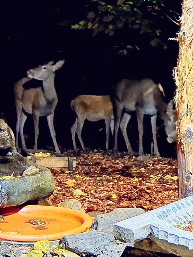 livebirdspoland_b2fcce32691e3e98e2d4480b61dd0f99.jpg
