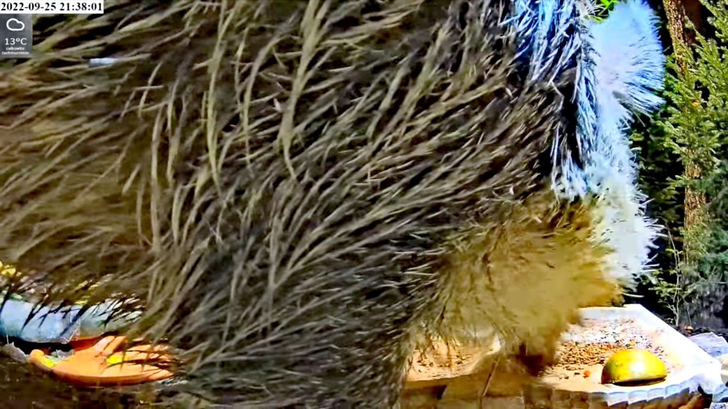 livebirdspoland_c395209a9d30187b46f1fcb926c77e5b.jpg