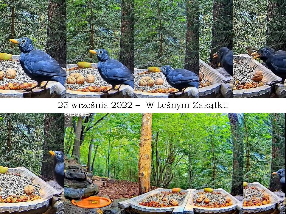 livebirdspoland_de4beb797a1d10f7e122b3d19eab0f7c.jpg
