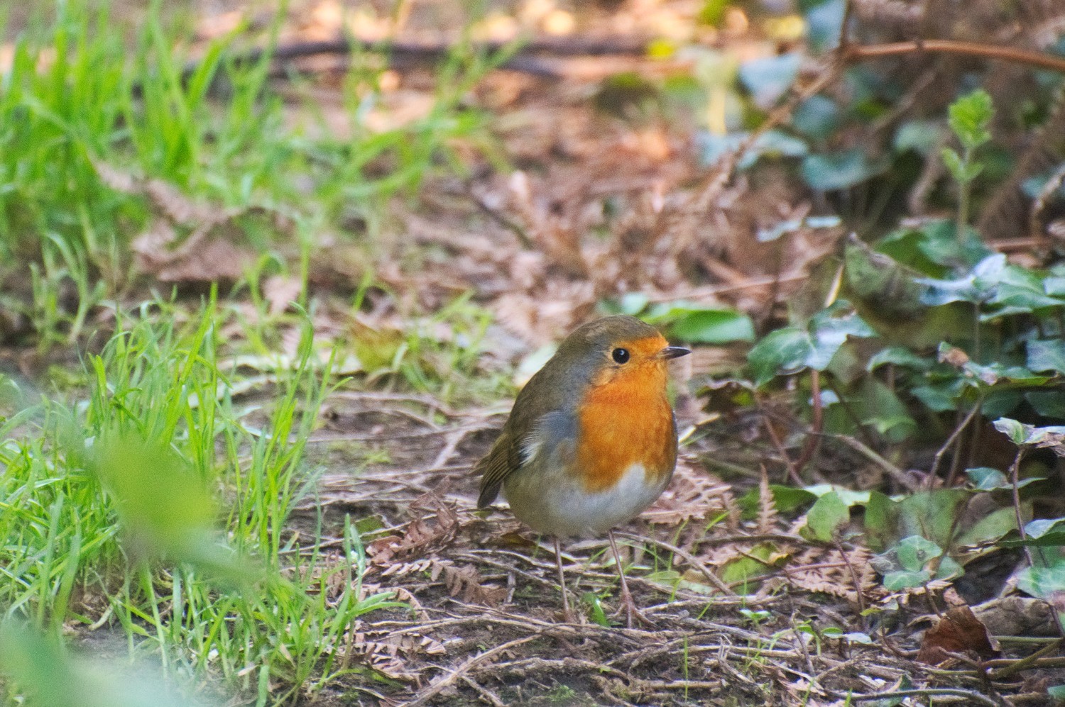 livebirdspoland_c0ef248e6af48884120da91f68c50078.jpg