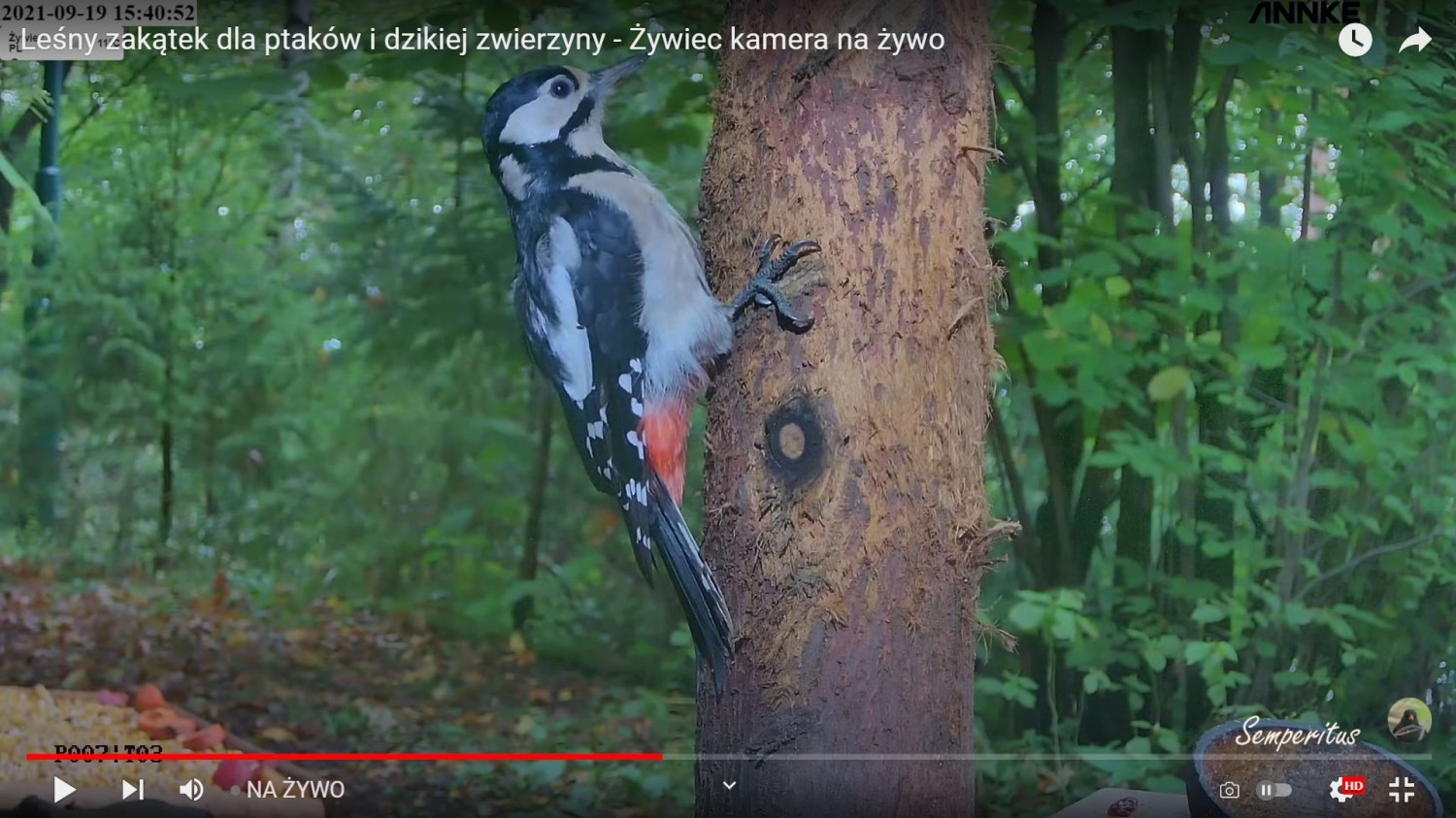 livebirdspoland_a28054d1ad17c967864e3e4452327ec5.jpg