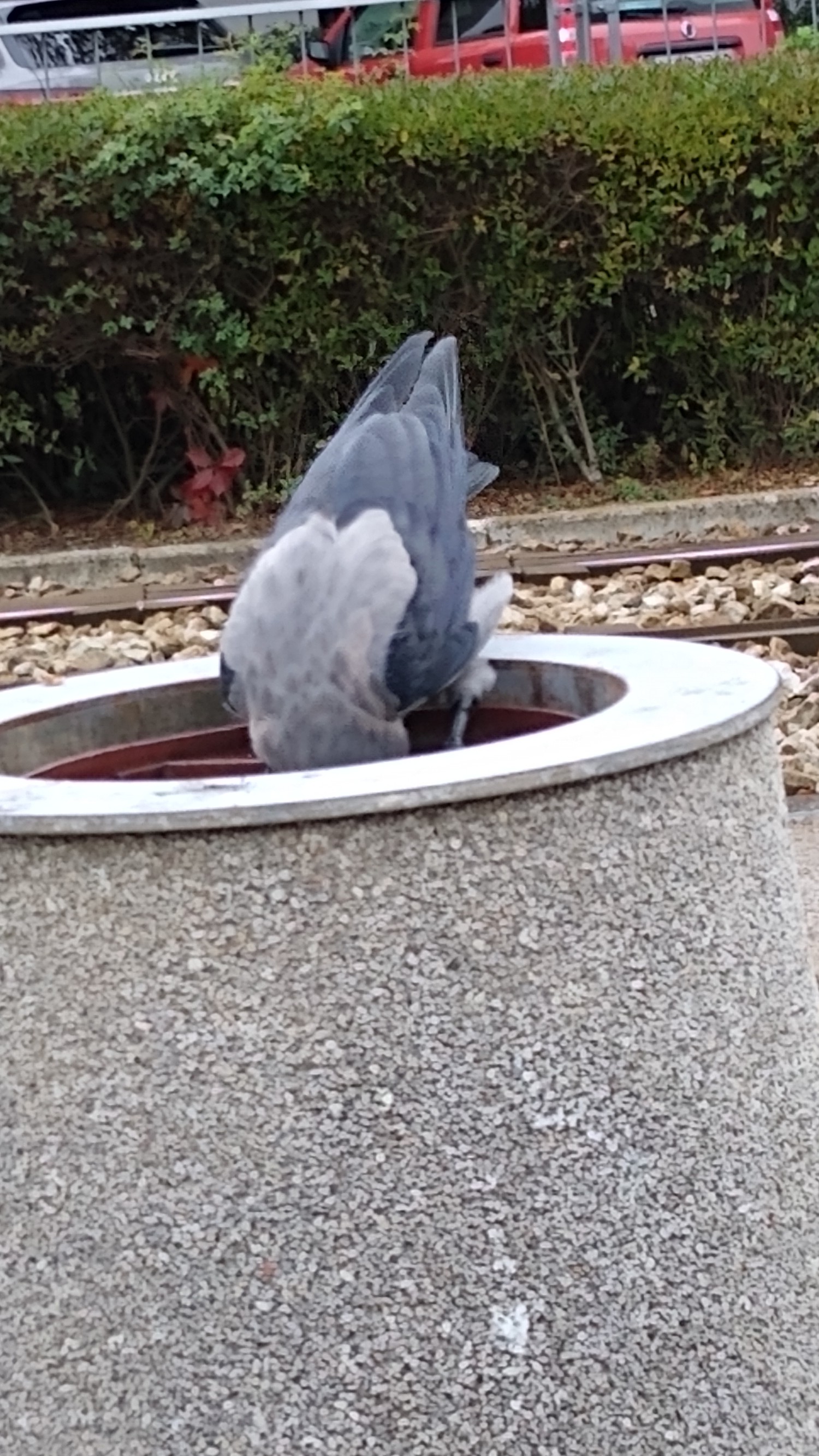 livebirdspoland_84457672ca3cc67056d2a36819f82ecf.jpg